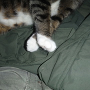 11th Feb 2022 - Feet #7: Cute Kitty Feet Again