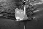 12th Feb 2022 - swan in sunlight 