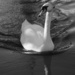 swan in sunlight  by quietpurplehaze