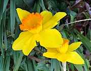 12th Feb 2022 - Daffodils