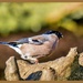 Bullfinch (female) by carolmw