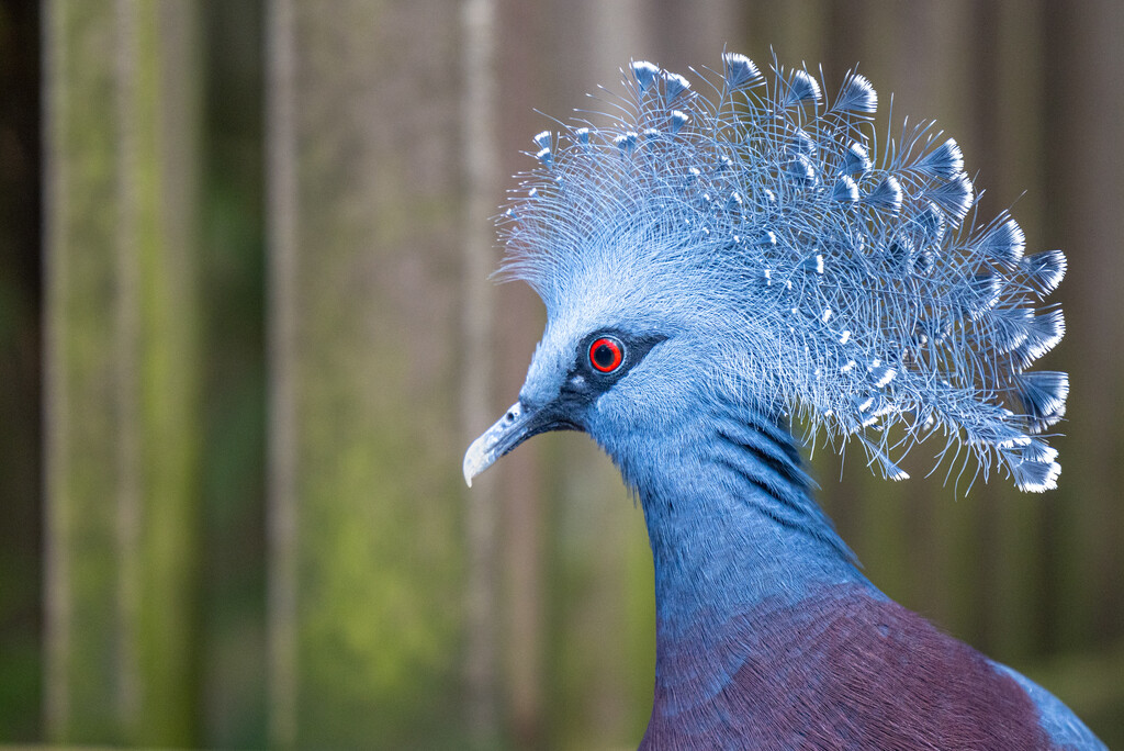 Sclater's Crowned Pigeon by jyokota