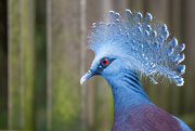 31st Jan 2022 - Sclater's Crowned Pigeon