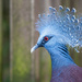 Sclater's Crowned Pigeon by jyokota