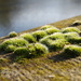 Moss by oldjosh