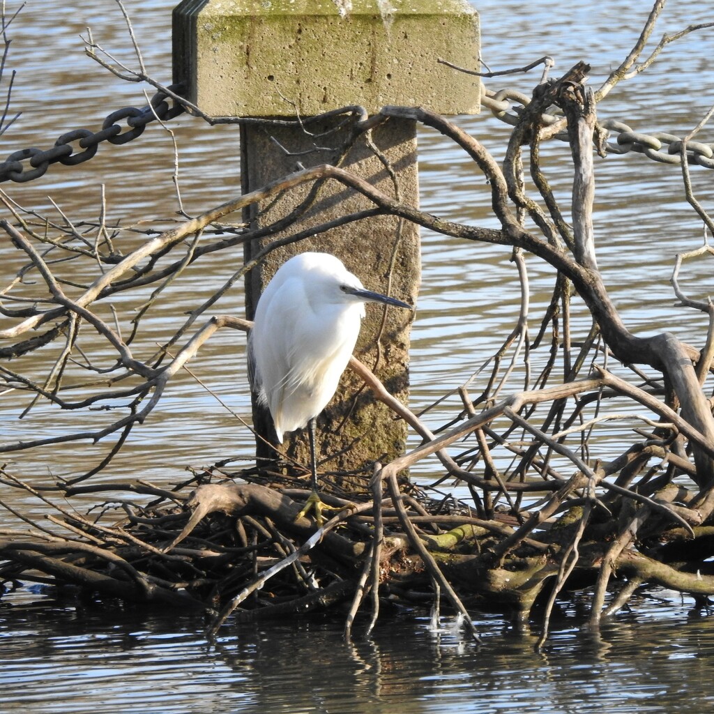 Little Egret by oldjosh