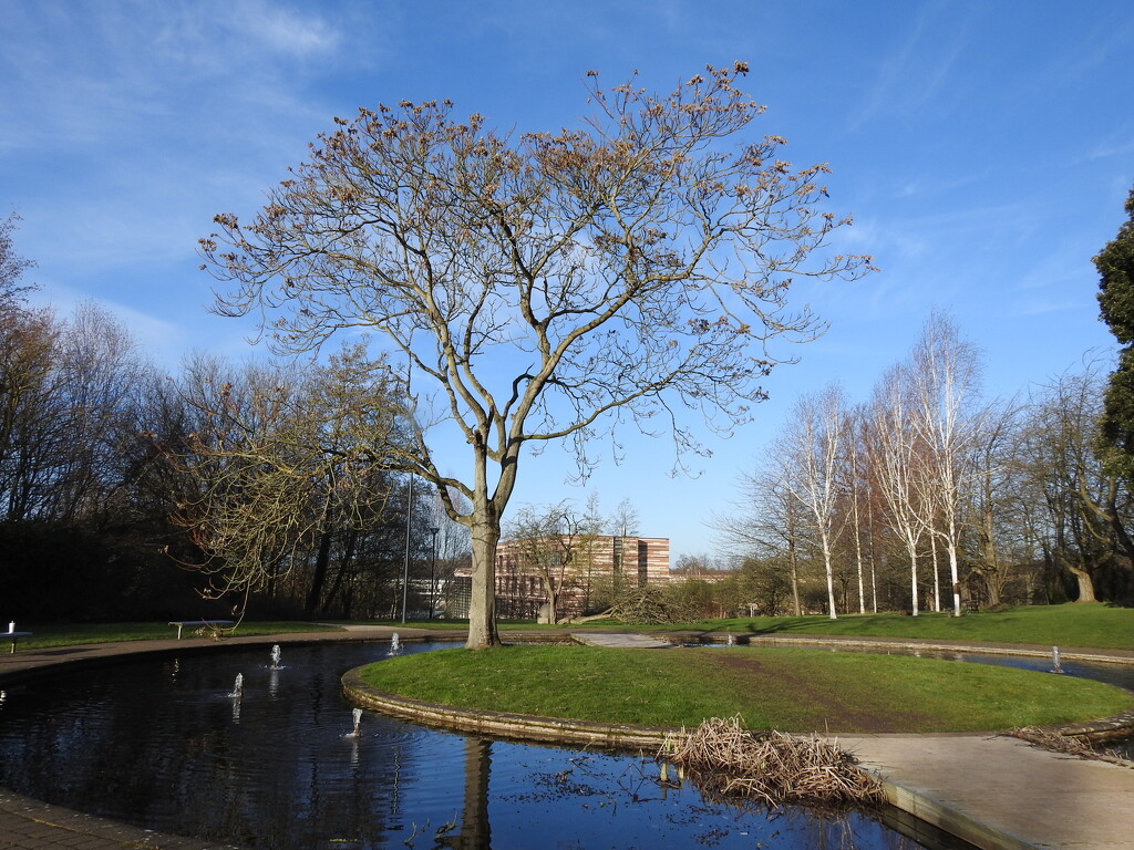 Millennium Garden, Nottingham University  by oldjosh