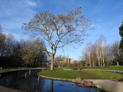 10th Feb 2022 - Millennium Garden, Nottingham University 
