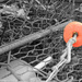 Another Selective Coloring Example by olivetreeann