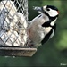 Woody woodpecker by rosiekind