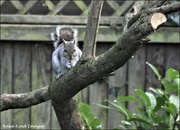 12th Feb 2022 - Squizzer enjoying his nuts