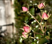 12th Feb 2022 - Rose buds 