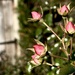 Rose buds  by rensala