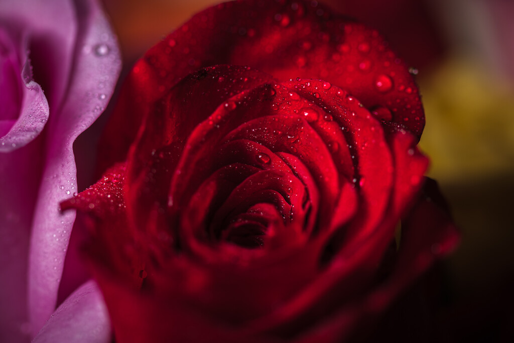 Wet Roses by swchappell