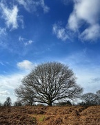 12th Feb 2022 - Tree on the Heath