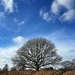 Tree on the Heath by gaillambert