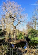 12th Feb 2022 - Tree and moat