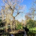 Tree and moat by boxplayer