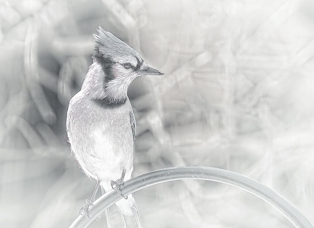 Black, White and Blue Jay by gardencat