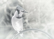 12th Feb 2022 - Black, White and Blue Jay