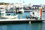 12th Feb 2022 - Pelicans hoping for a free meal