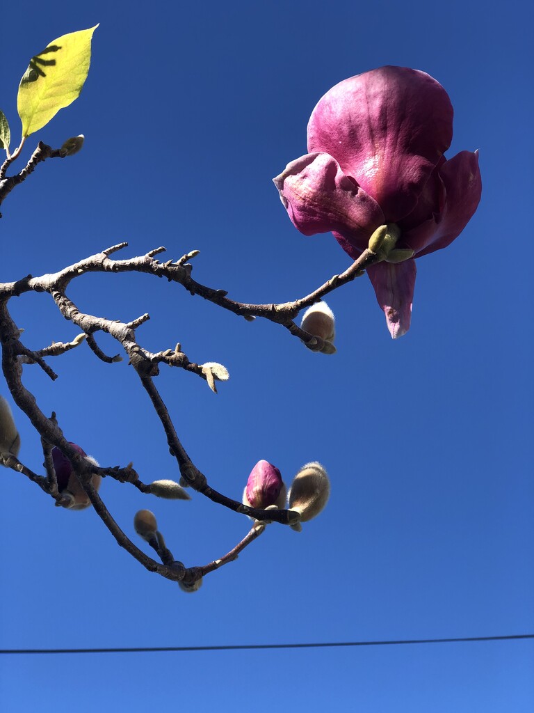 Tulip Magnolia by krissers