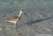 12th Feb 2022 - Wading Willet