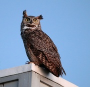 12th Feb 2022 - Great Horned Owl