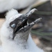 gannet chick by yorkshirekiwi