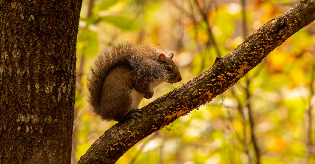Squirrel Fur on the Shoulder! by rickster549