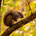 Squirrel Fur on the Shoulder! by rickster549