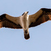 Osprey Fly-Over! by rickster549