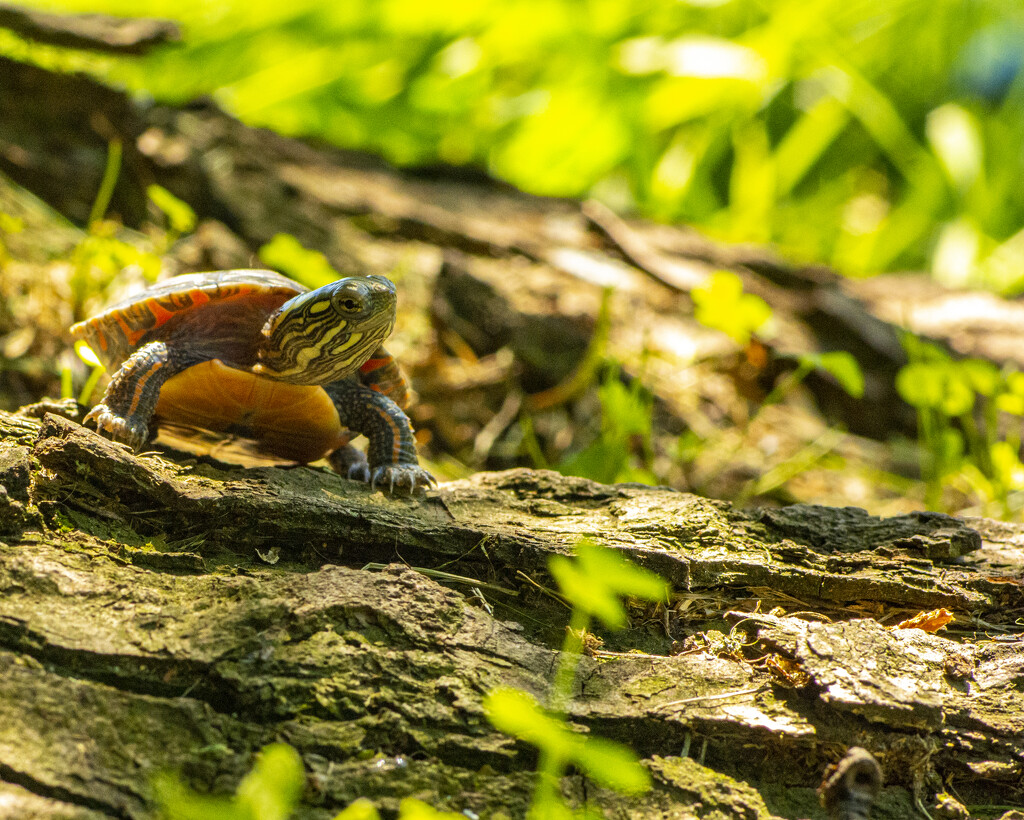 Baby Painted Turtle by cwbill