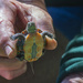 Tiny Turtle by cwbill