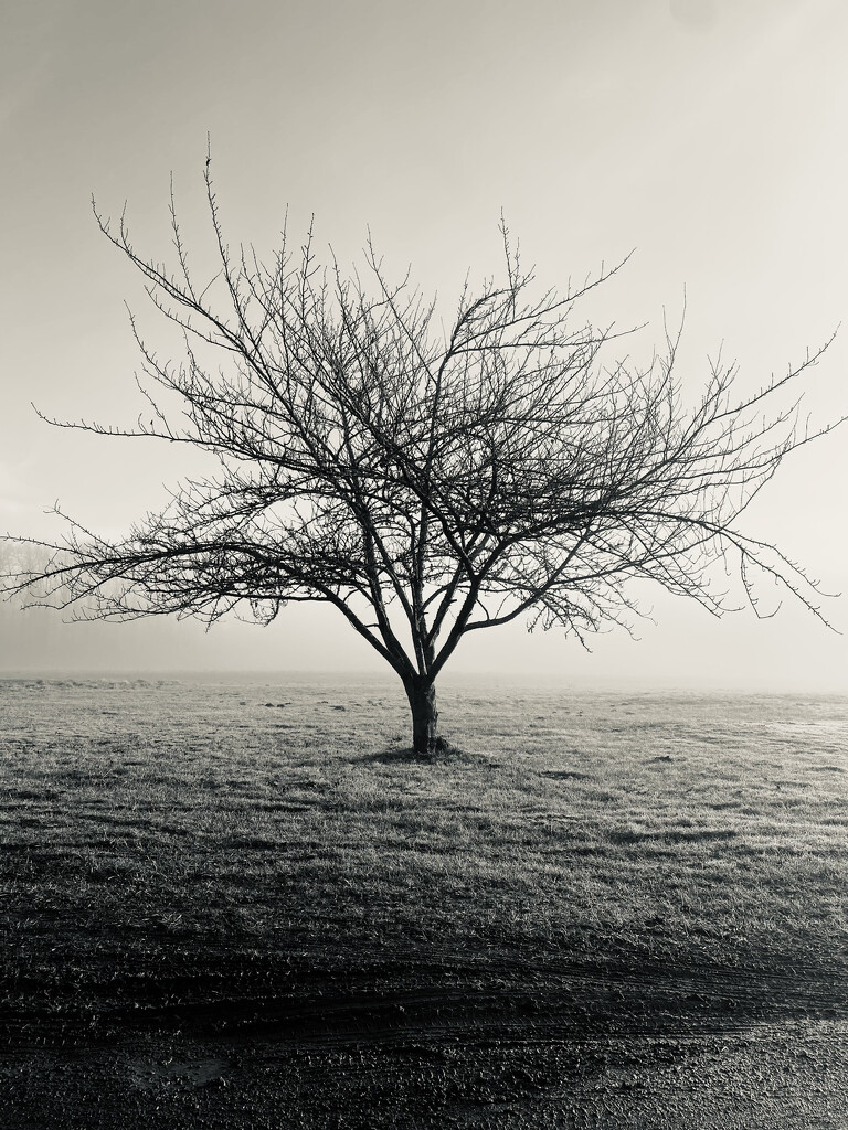 Tree in Fog by clay88