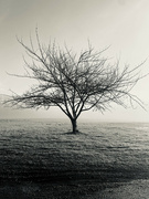 5th Feb 2022 - Tree in Fog