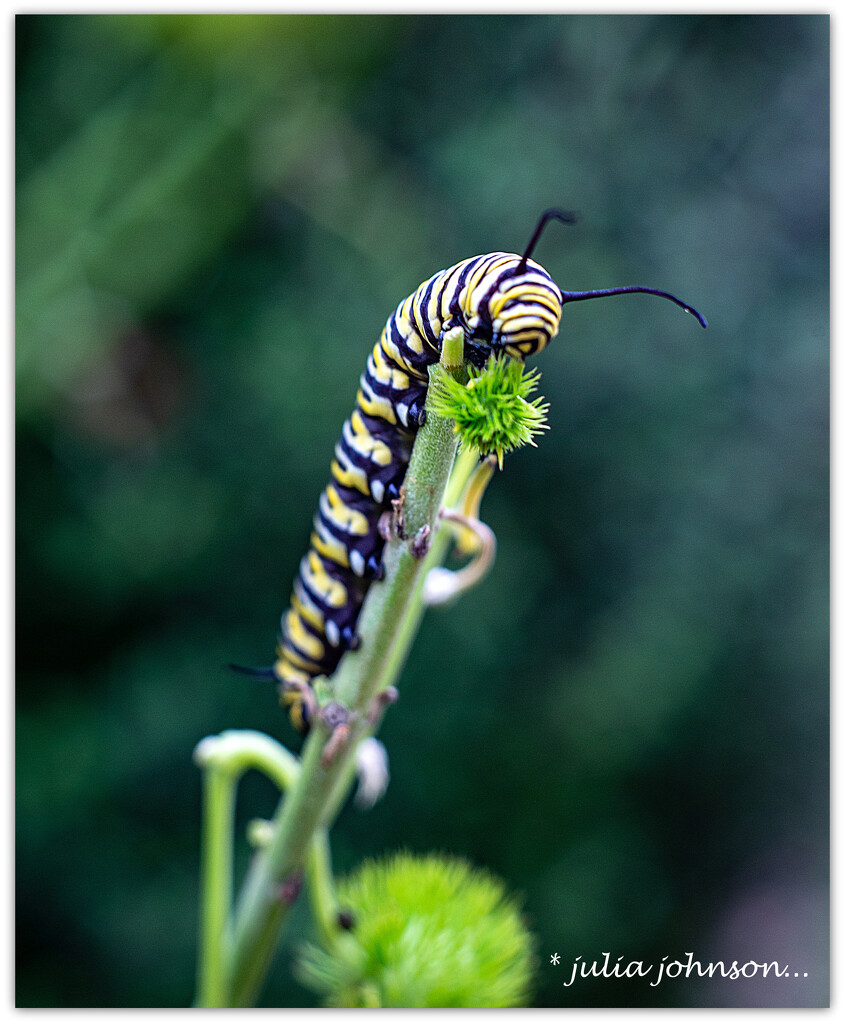 Marcro Monarch Caterpillar... by julzmaioro