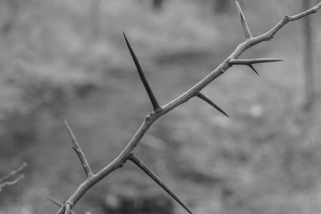 Texas-sized Thorns by k9photo