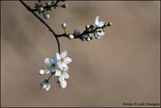 13th Feb 2022 - Plum blossom