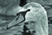 13th Feb 2022 - ANOTHER YOUNG SWAN