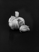 13th Feb 2022 - Garlic
