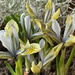 Irises by 365projectmaxine