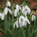 Snowdrops - close up  by susiemc