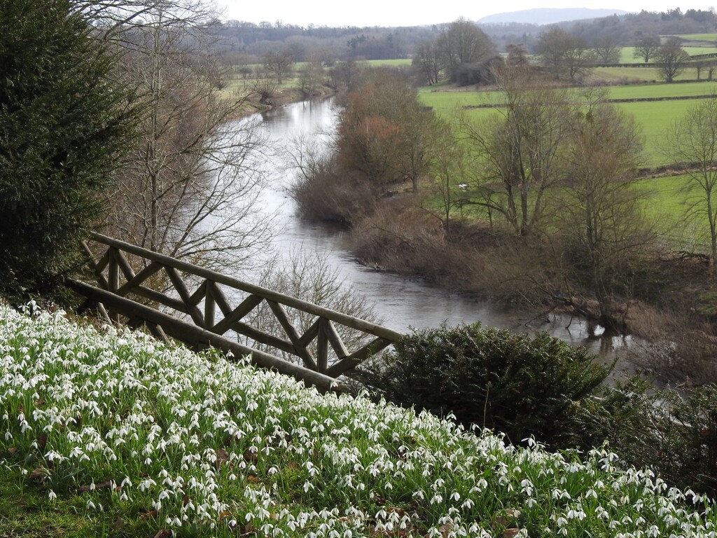 Snowdrops and the River Wye by susiemc