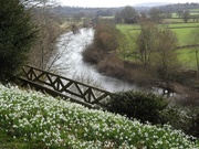 13th Feb 2022 - Snowdrops and the River Wye