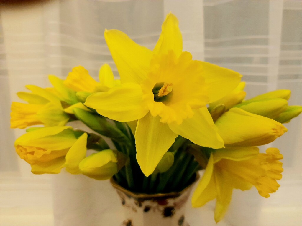 Daffodils by beryl
