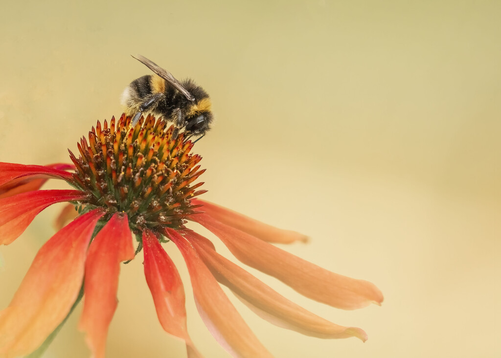Bee on Echinacea by shepherdmanswife