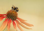 13th Feb 2022 - Bee on Echinacea