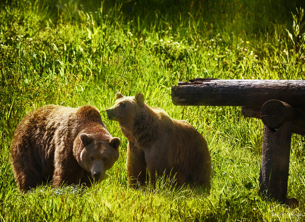 Bears for New Background  by jgpittenger