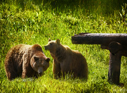 13th Feb 2022 - Bears for New Background 